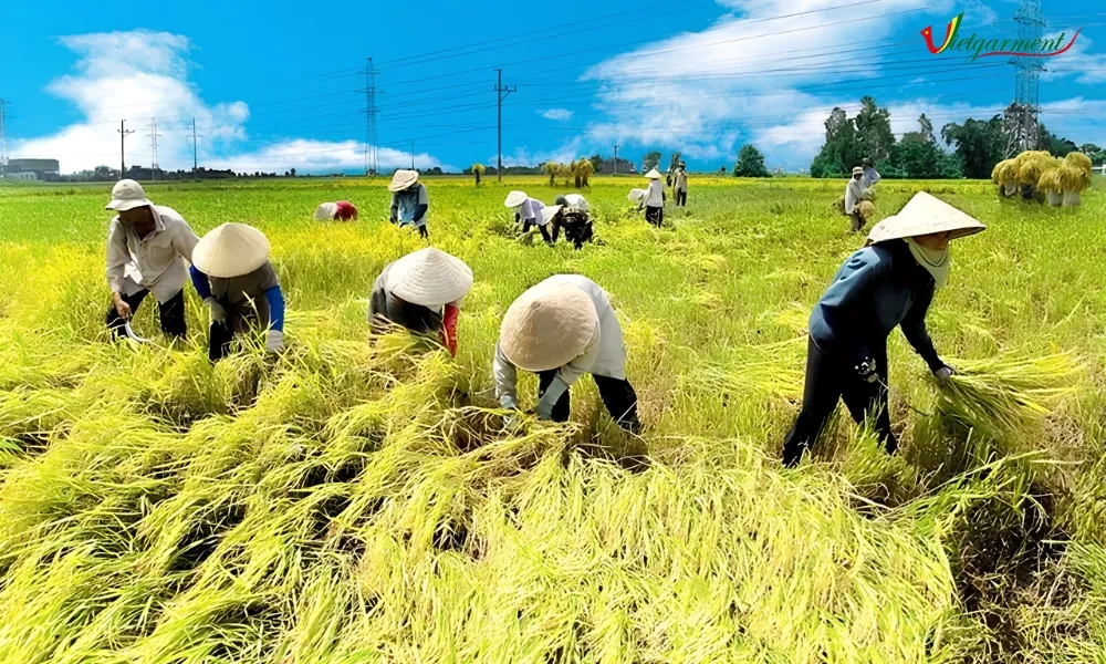Ngày 14/10 Ngày thành lập Hội Nông dân Việt Nam